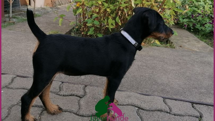 Neli - Jagdterrier