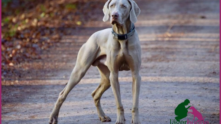 Louie - Weimaraner