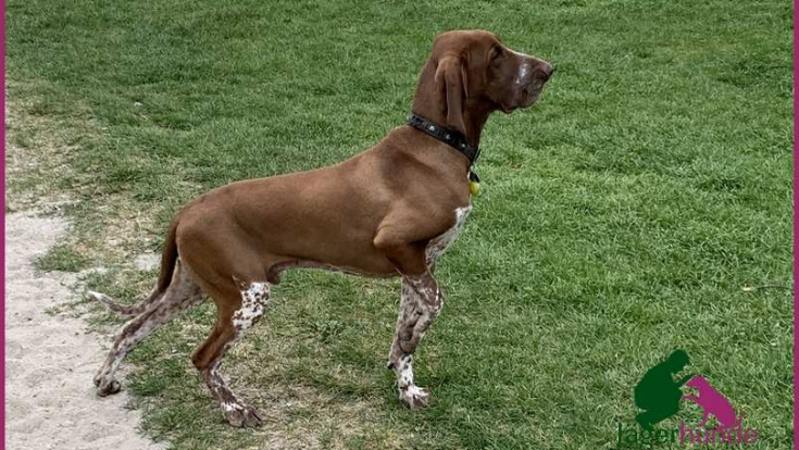 Alvin - Bracco Italiano