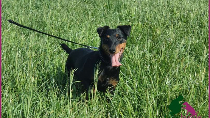 Ilka - Deutscher Jagdterrier