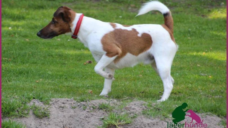 Onyx - Foxterrier