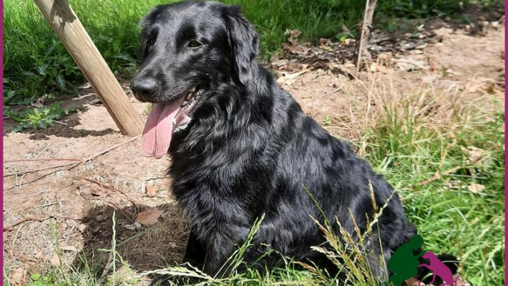 Merlin - Flat Coated Retriever 