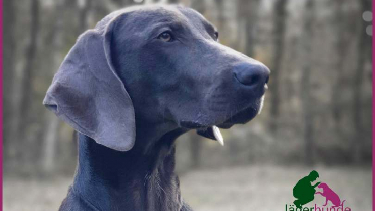 Eddy - Weimaraner