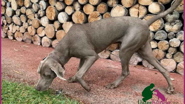 Momo - Weimaraner 