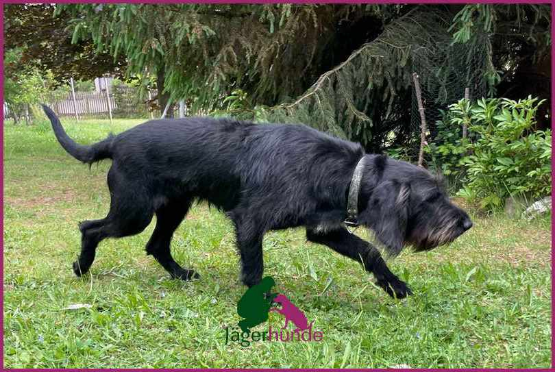 Runa - Deutsch Stichelhaar x Hannoverscher Schweißhund