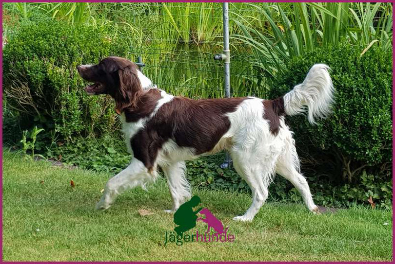 Charly - kleiner Münsterländer